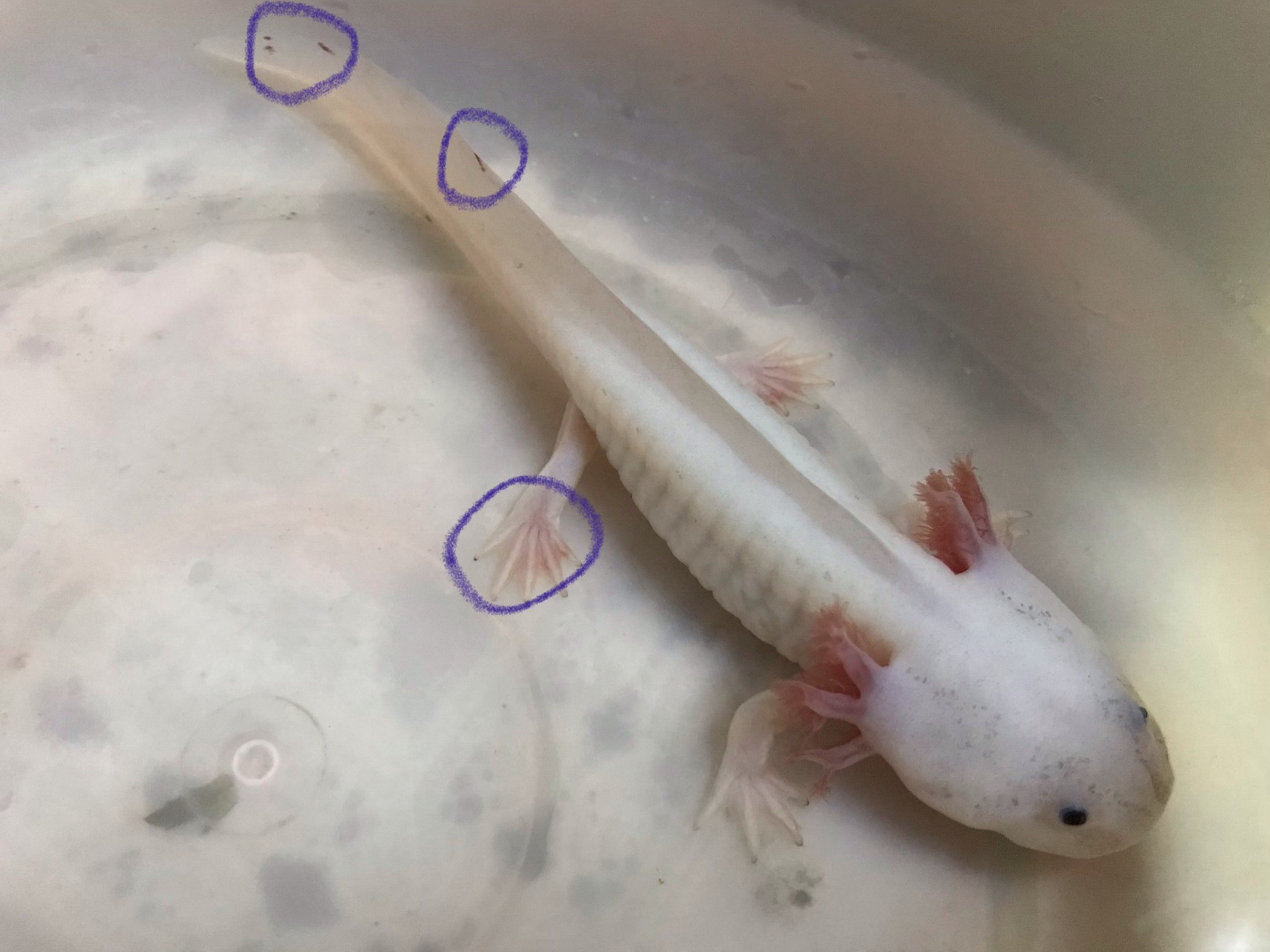 Axolotl gills shrinking when in fridge Newts and