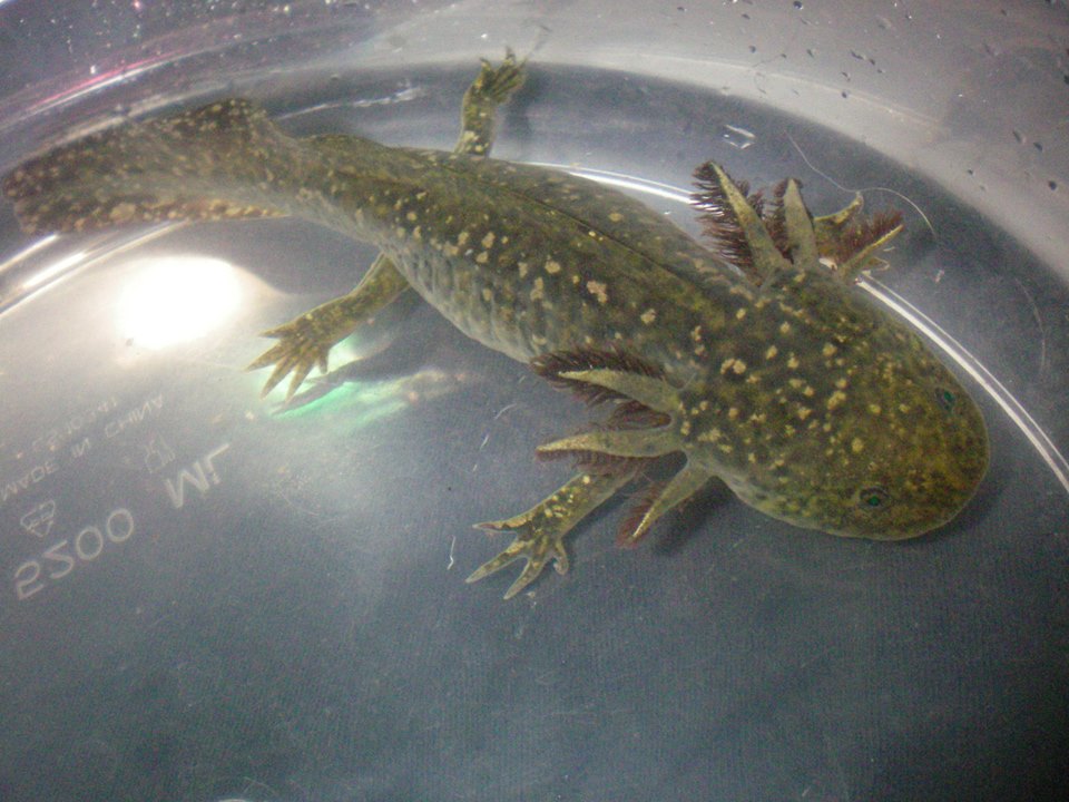 Photo: - Unusual Wild type | Caudata.org: Newts and Salamanders Portal