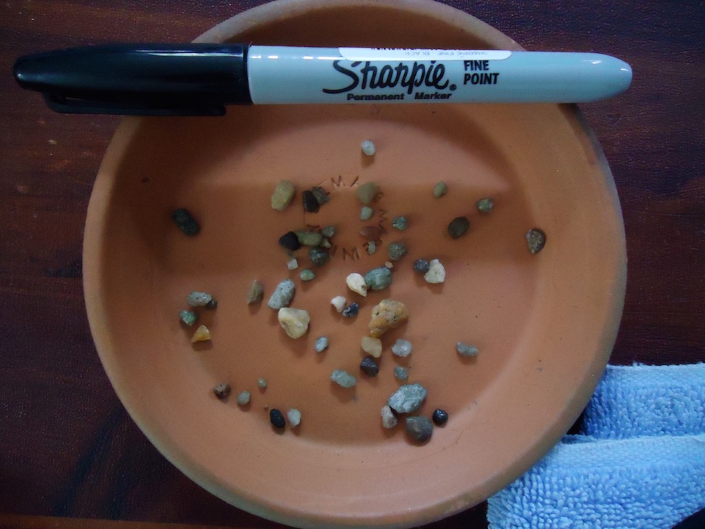 Rescue axolotls week in the fridge Newts and Salamanders Portal