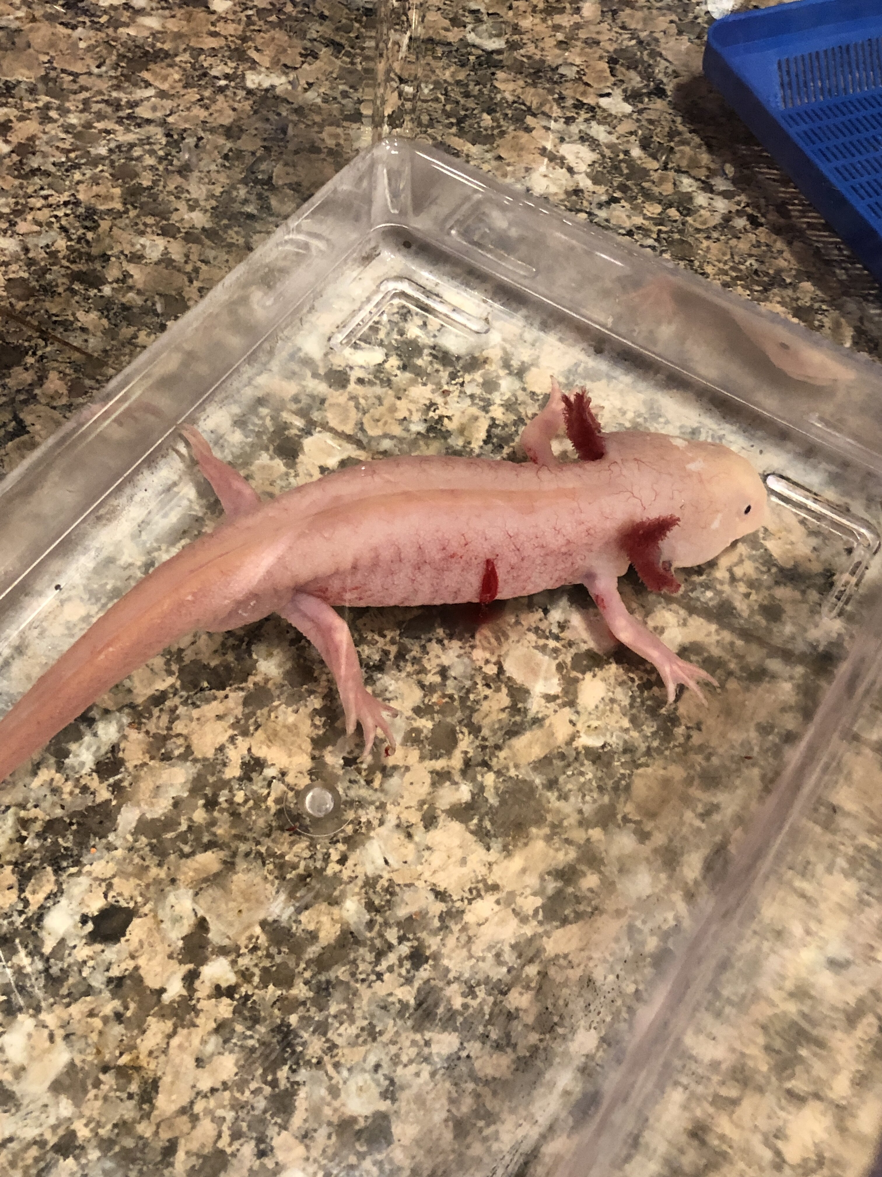 Fridged Axolotl Now Bleeding Newts and Salamanders Portal