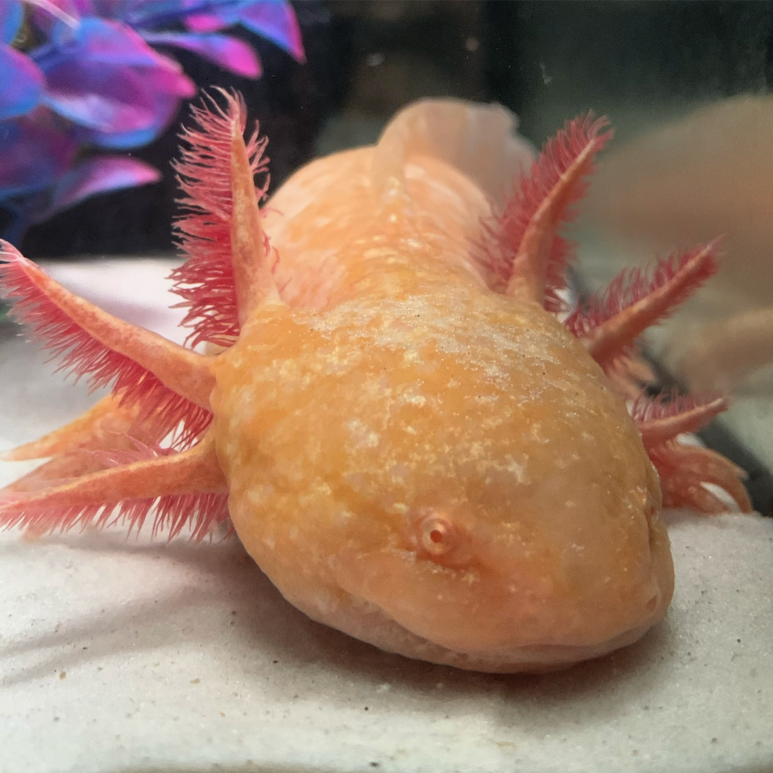 My Axolotl is not eating for about two weeks Newts and