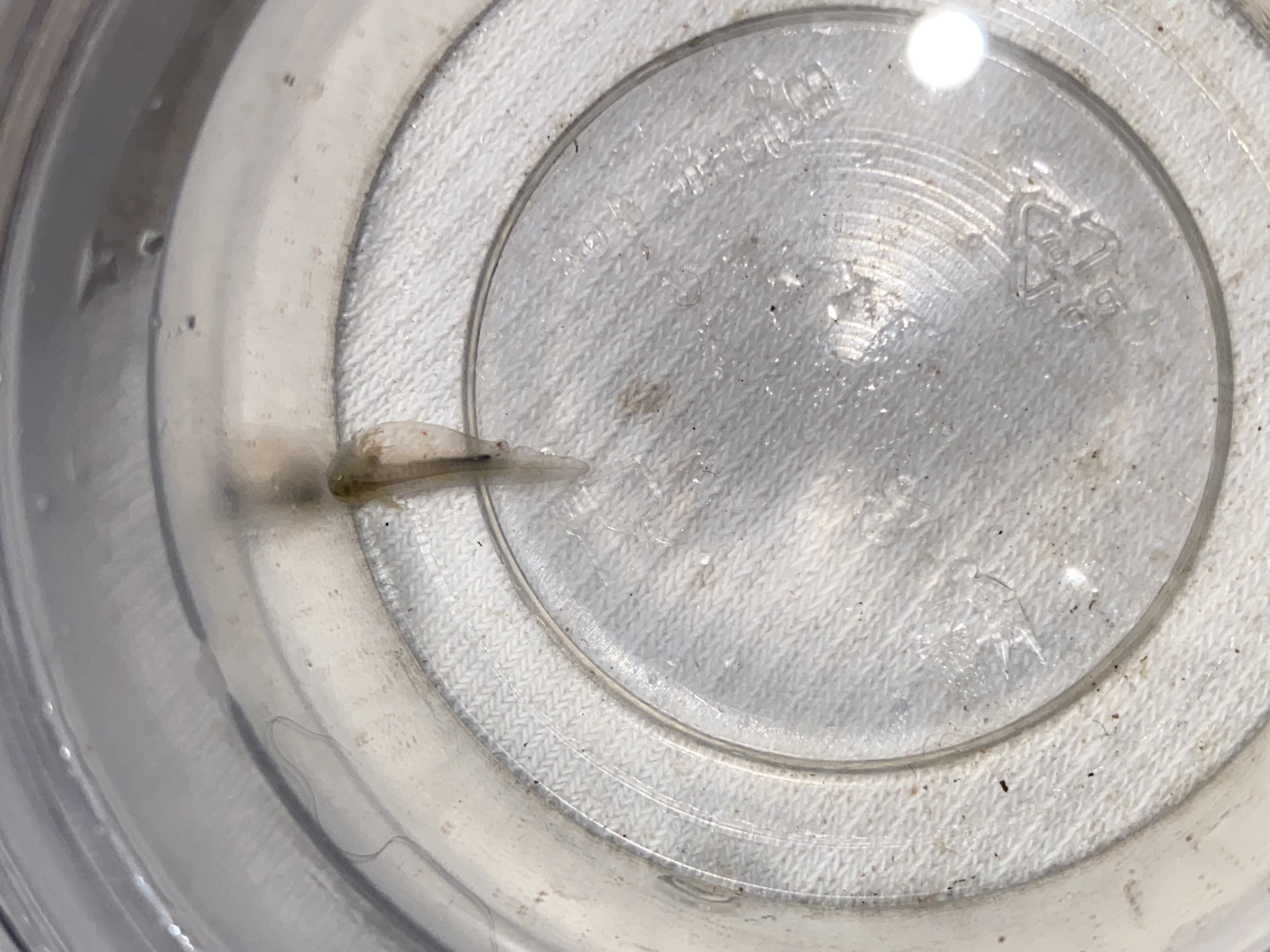 axolotl born bloated? Newts and Salamanders Portal