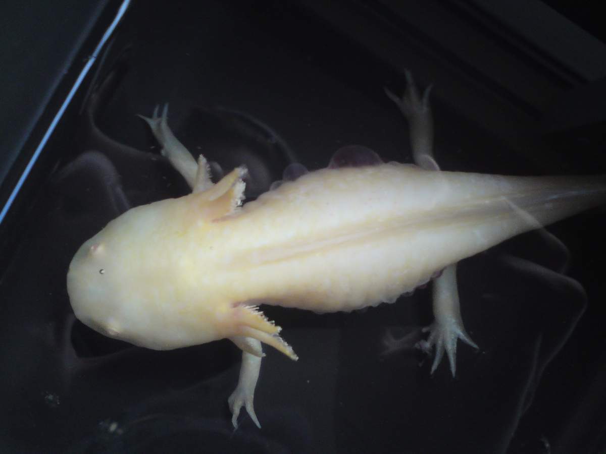 Illness/Sickness Dying axolotl bubbles red blobs floating Caudata