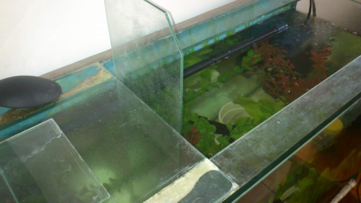 Question How can you make a tank divider? Newts and