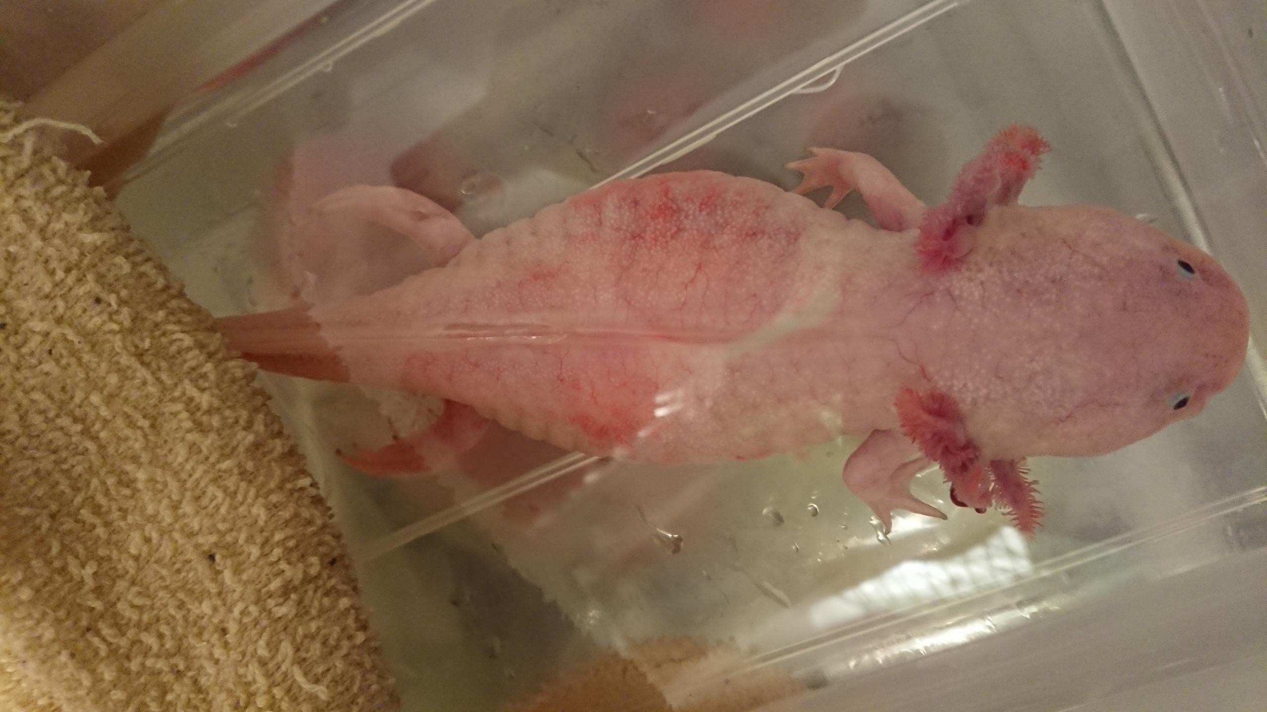 Constipated/impacted axolotl Newts and Salamanders Portal