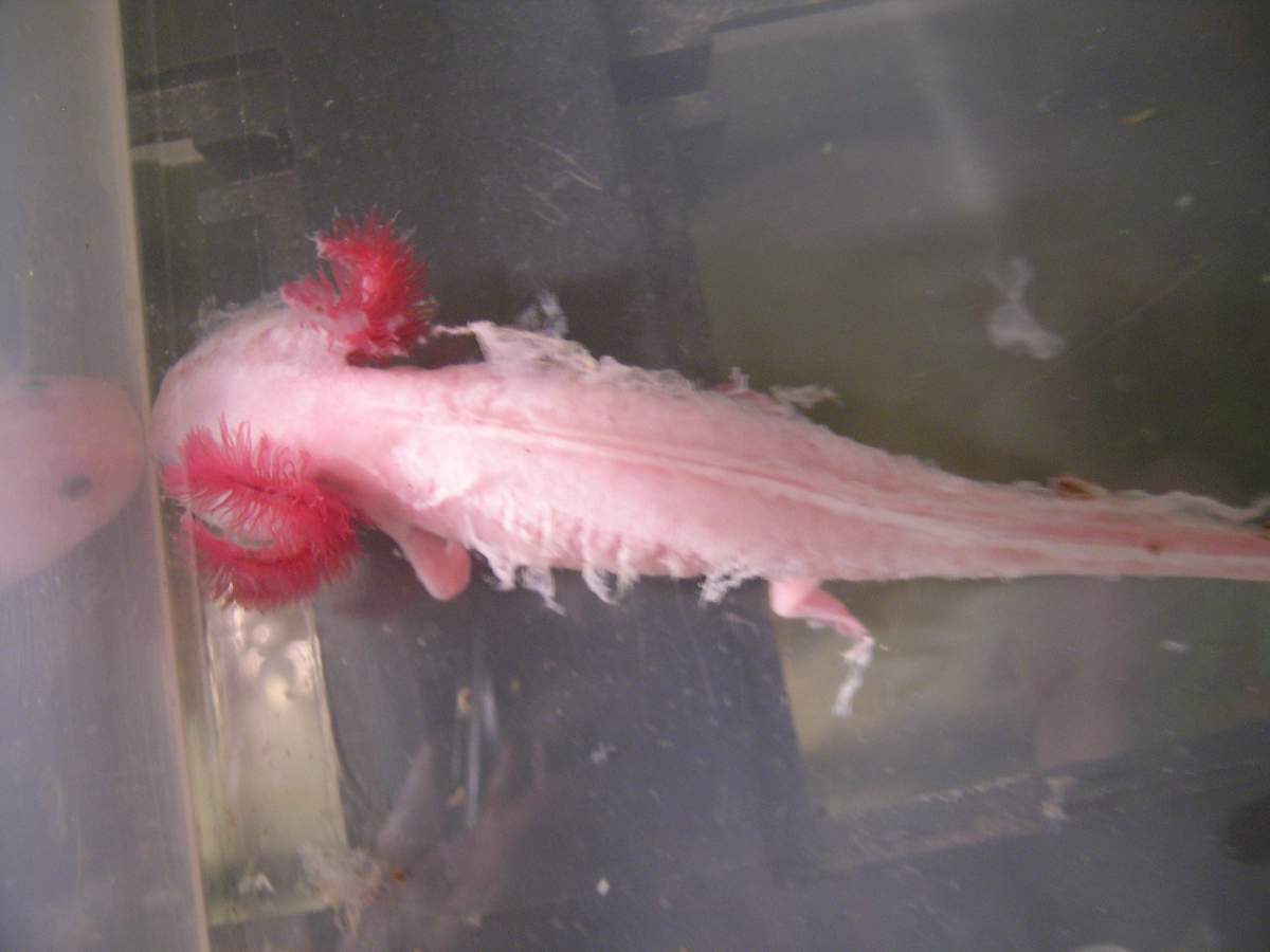 Axolotl Out Of Water