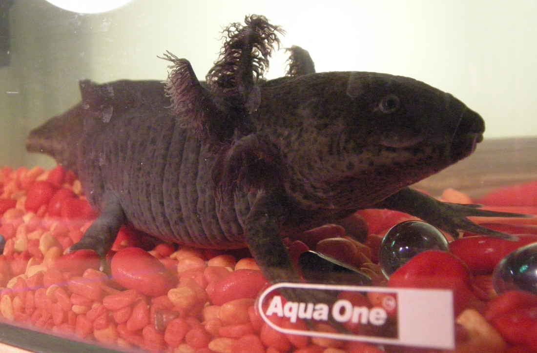 Axolotl Out Of Water