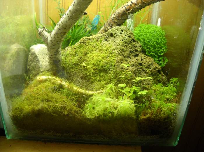 Growing sphagnum moss Newts and Salamanders Portal