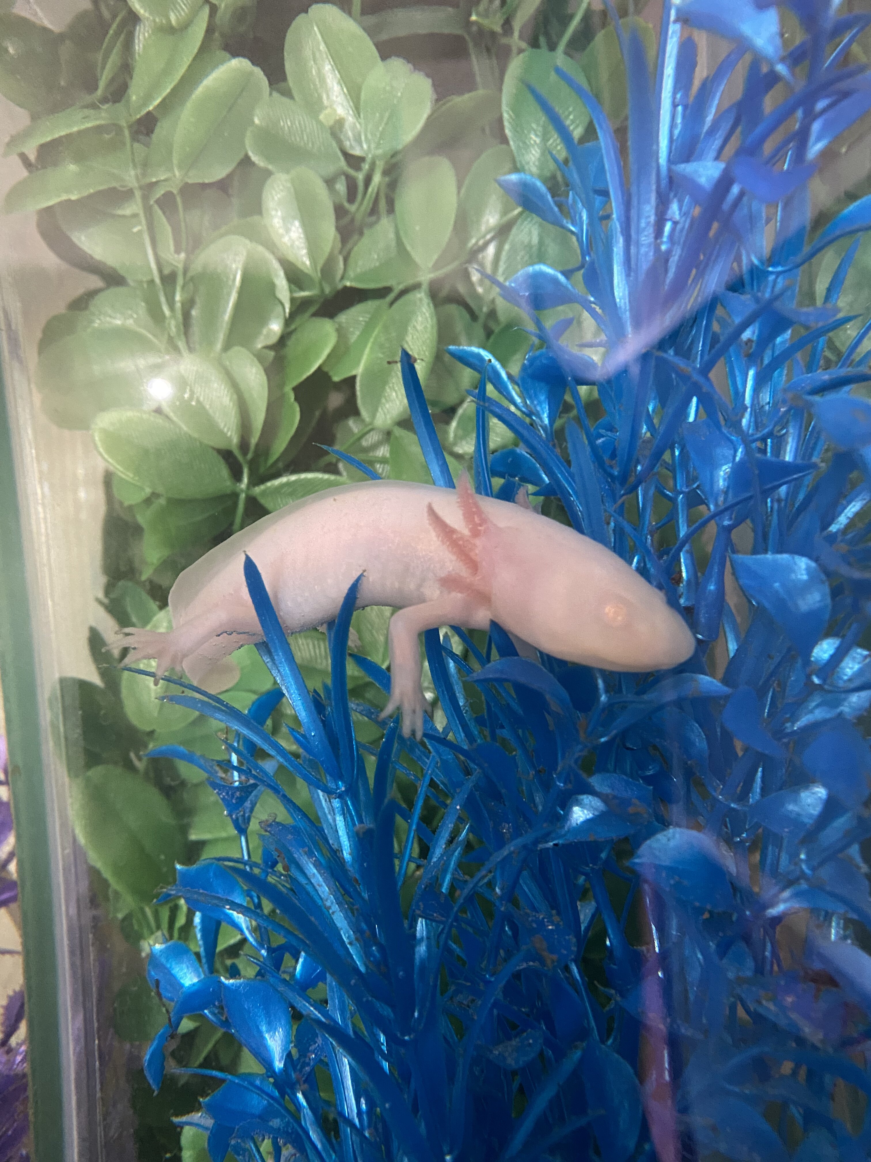 Sick Axolotl..? Newts and Salamanders Portal