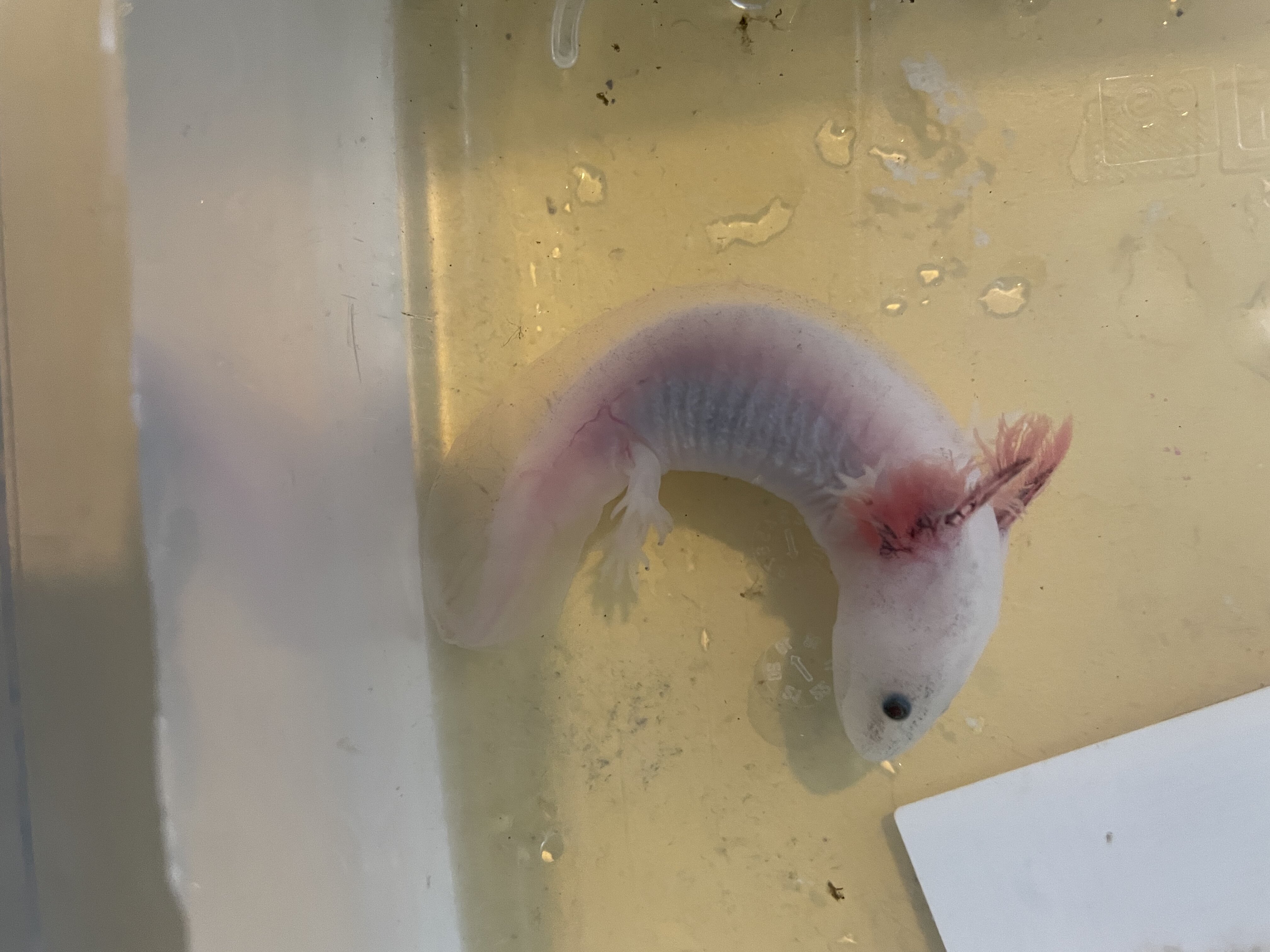 Sick Axolotl advice needed Newts and Salamanders Portal