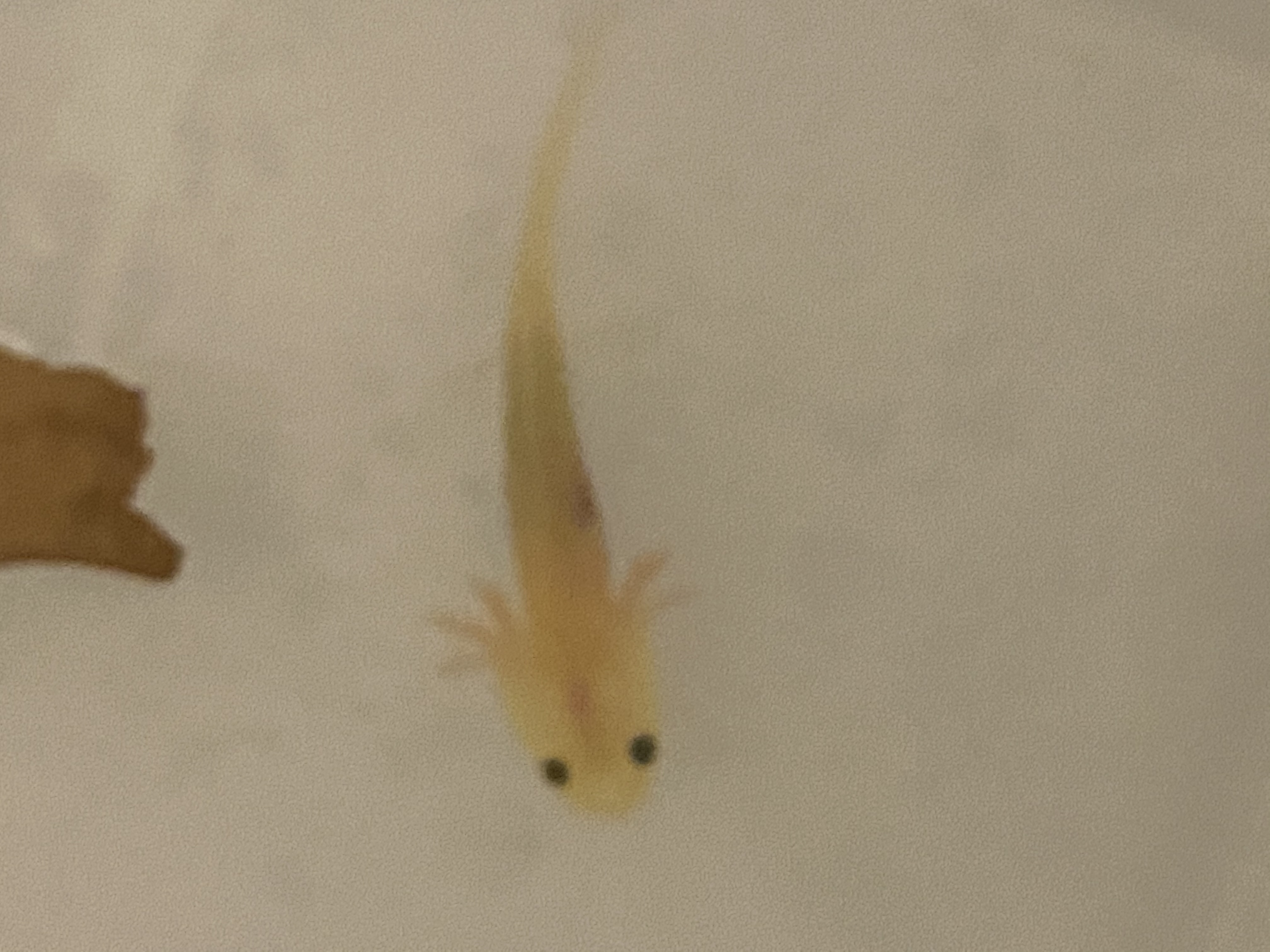 Floating baby axolotls 5 weeks old Newts and Salamanders