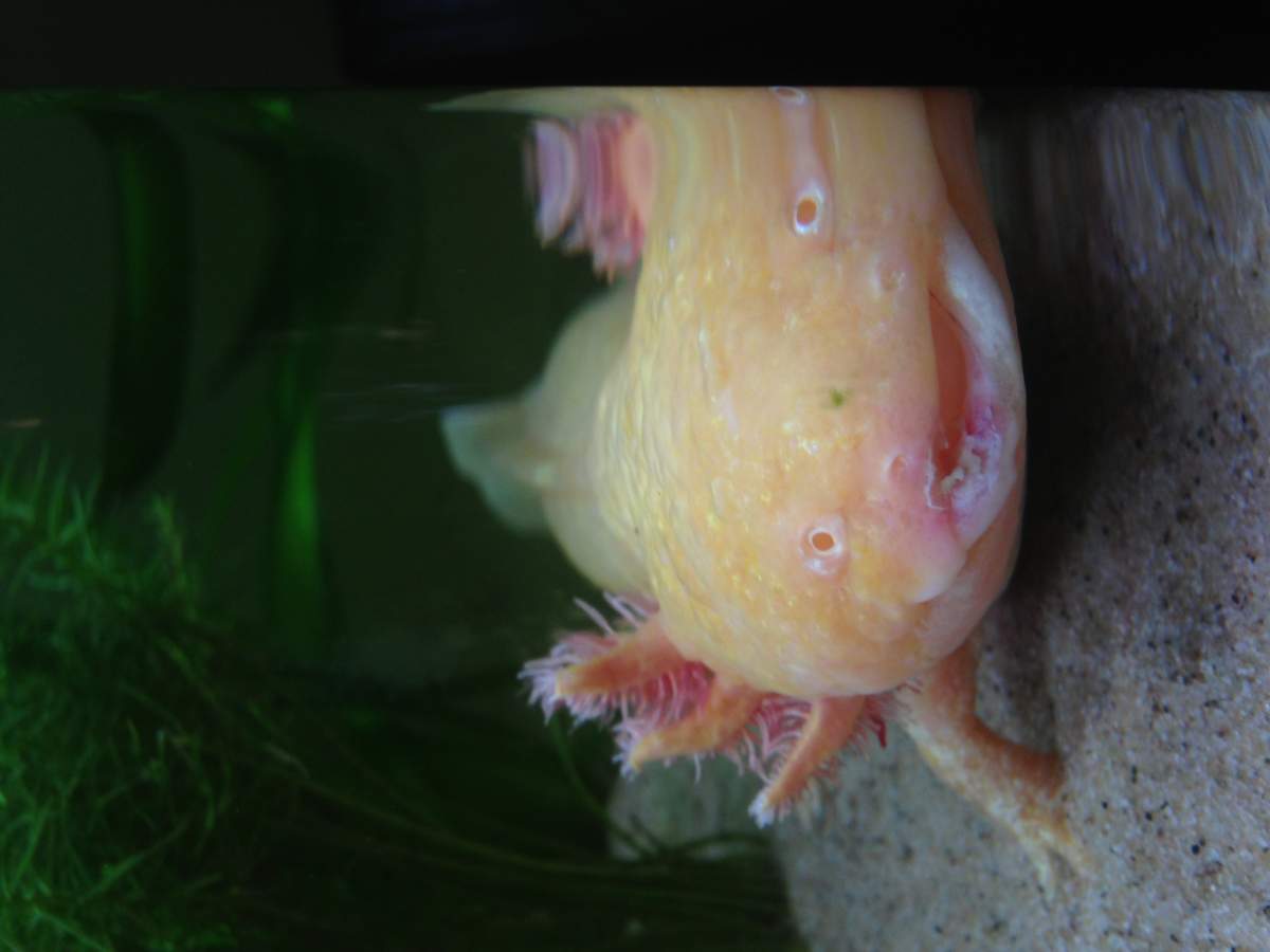 Axolotl injury? Fungus? Newts and Salamanders Portal