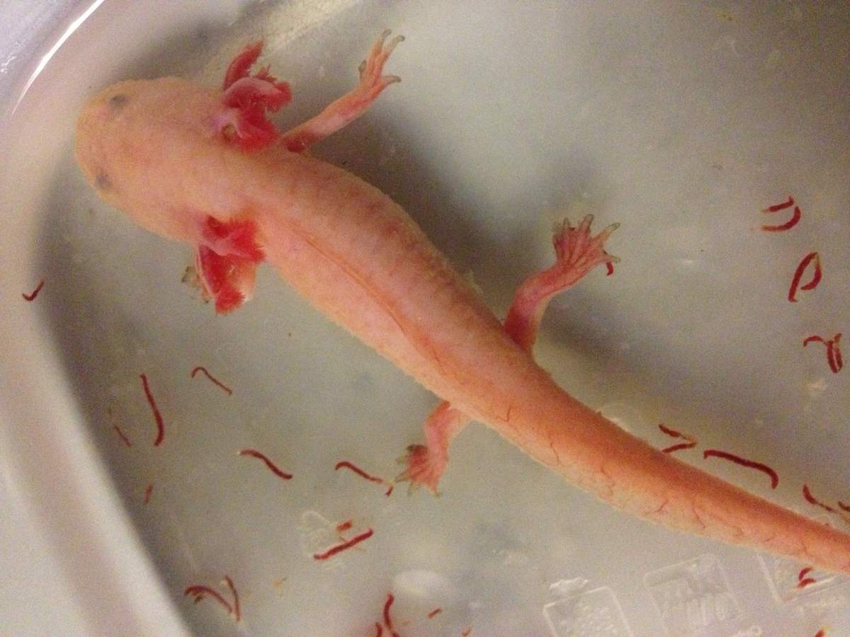 Axolotl Colors Axolotl Color Guide How To Pick The Right Color Axolotl