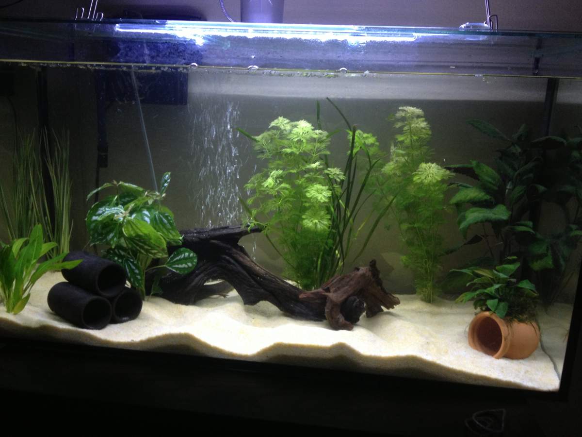 17+ plants for axolotl ElizabethAbbi