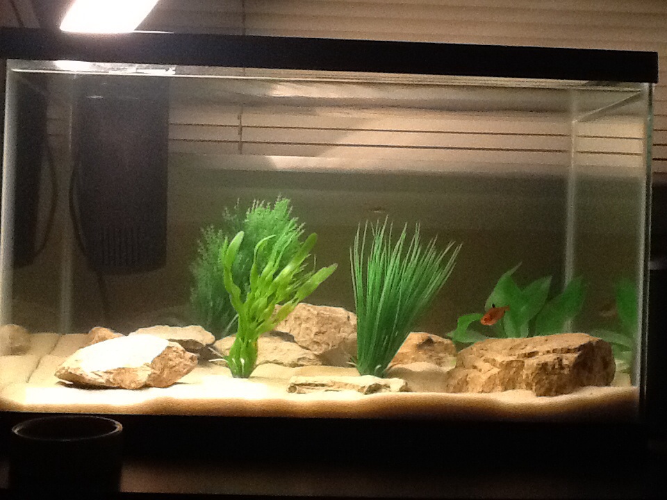 Whats The Difference Between Play Sand And Aquarium Sand Aquarium Views