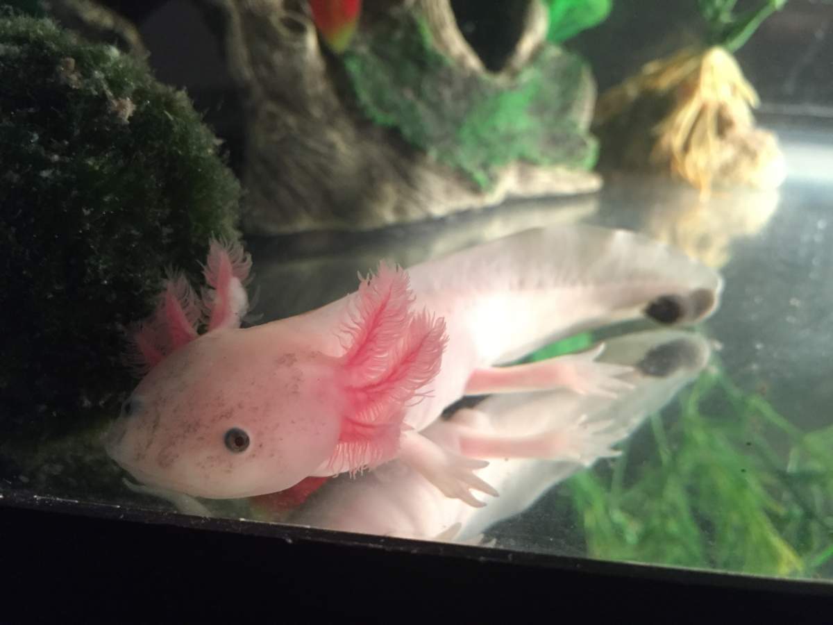 Axolotl Gill Fungus? Newts and Salamanders Portal