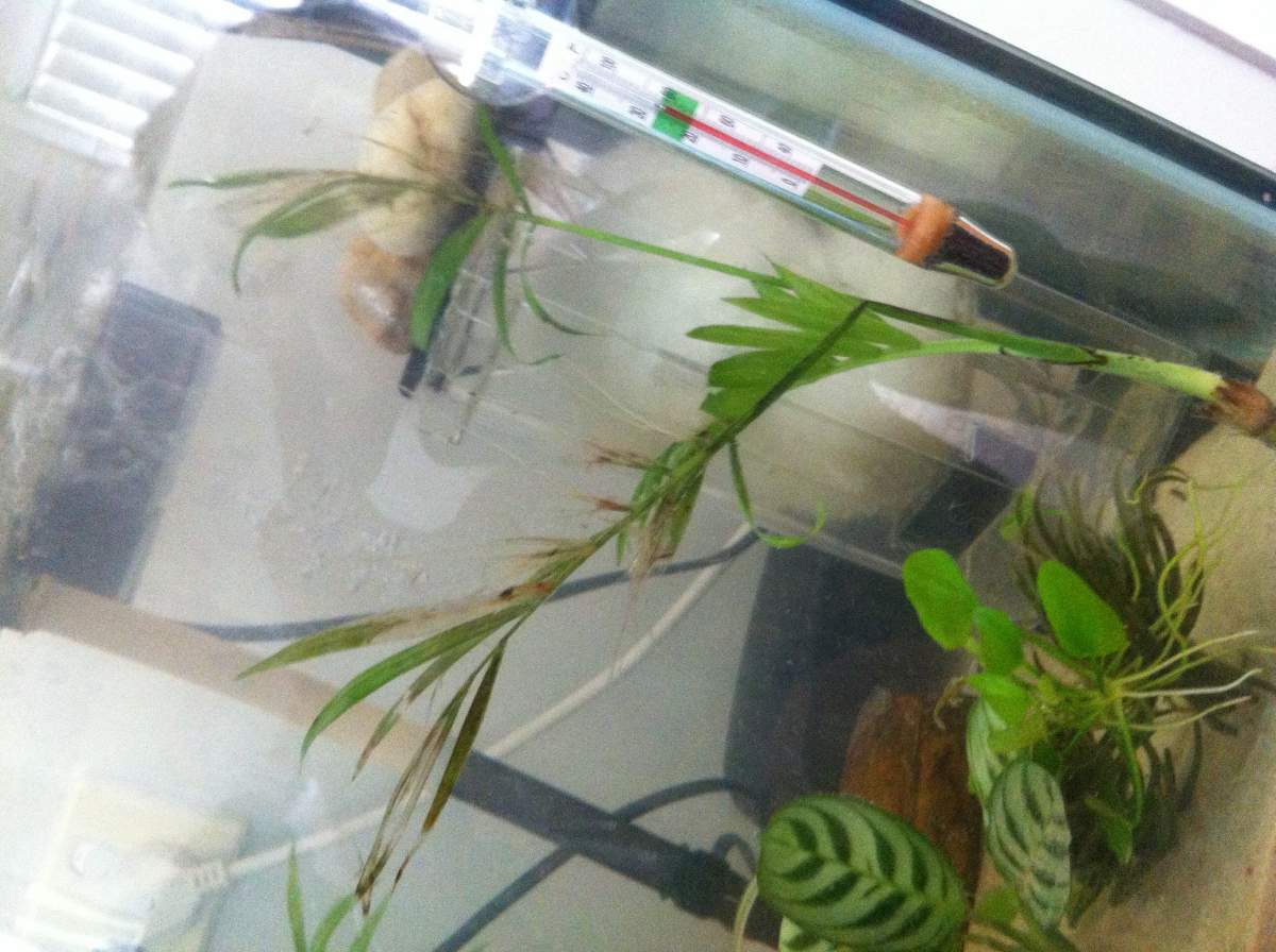 Question Safe plants for axolotls? Newts and Salamanders Portal