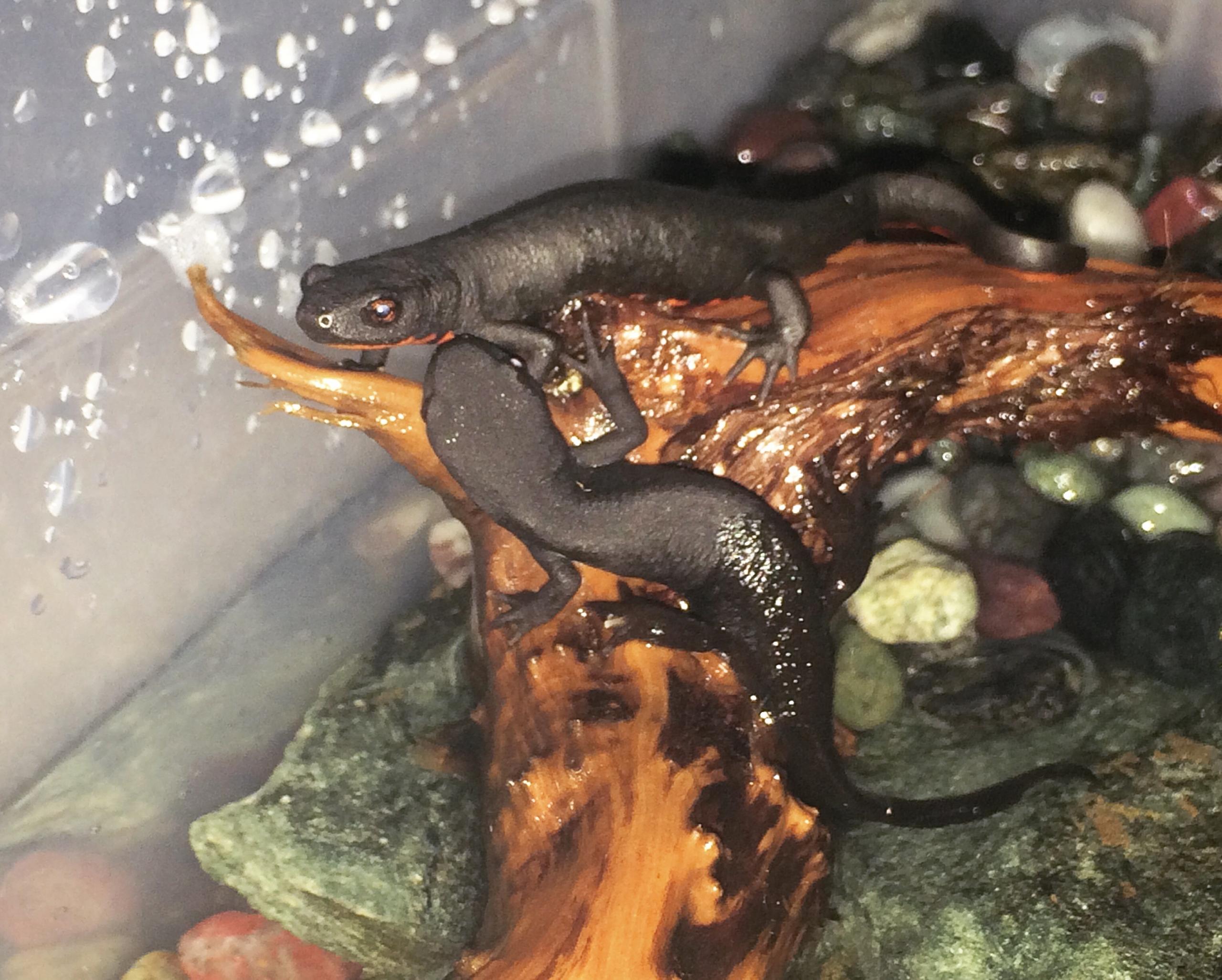 Fire belly newts not eating pellets and in help with