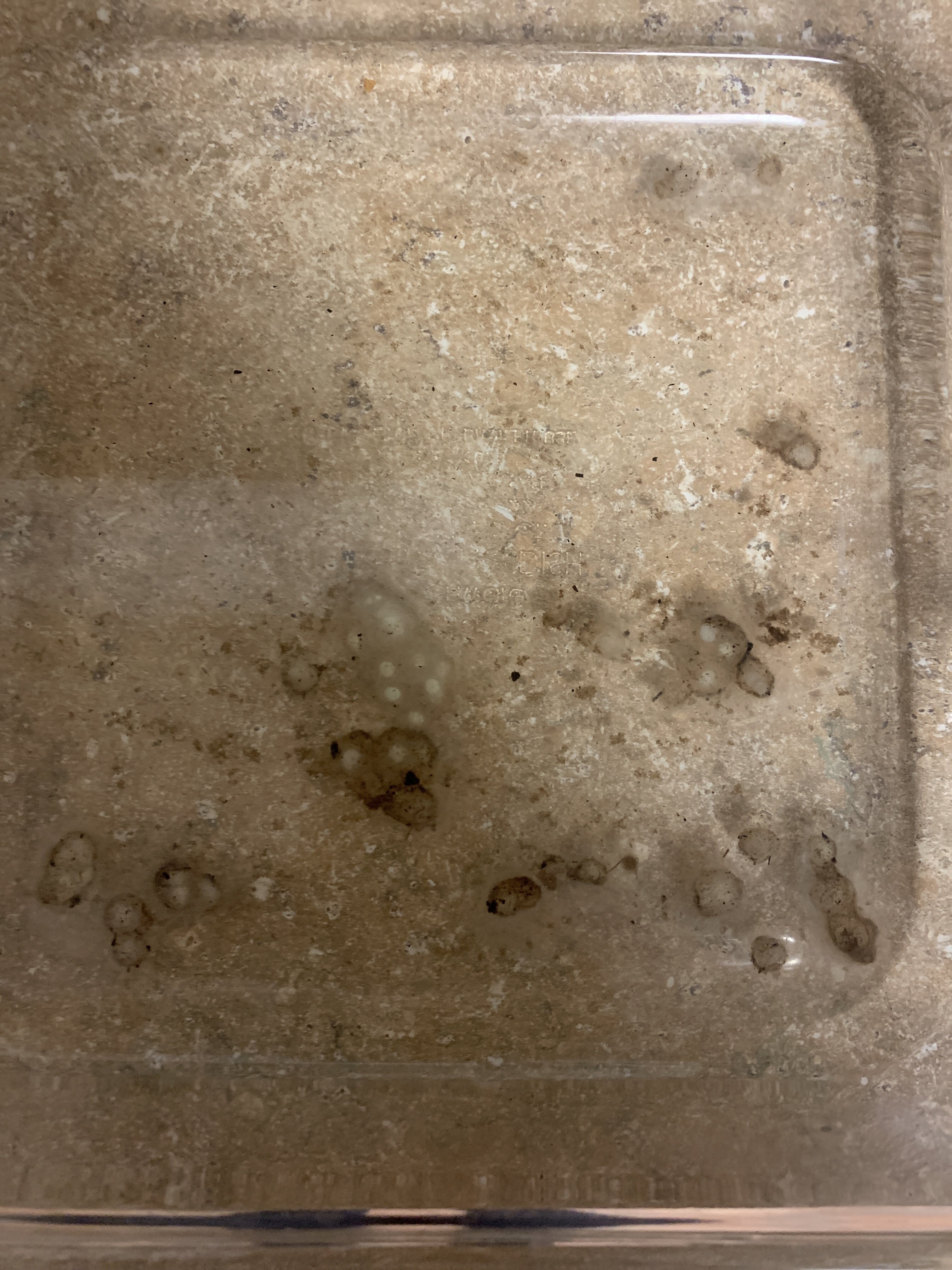 Axolotl eggs Newts and Salamanders Portal