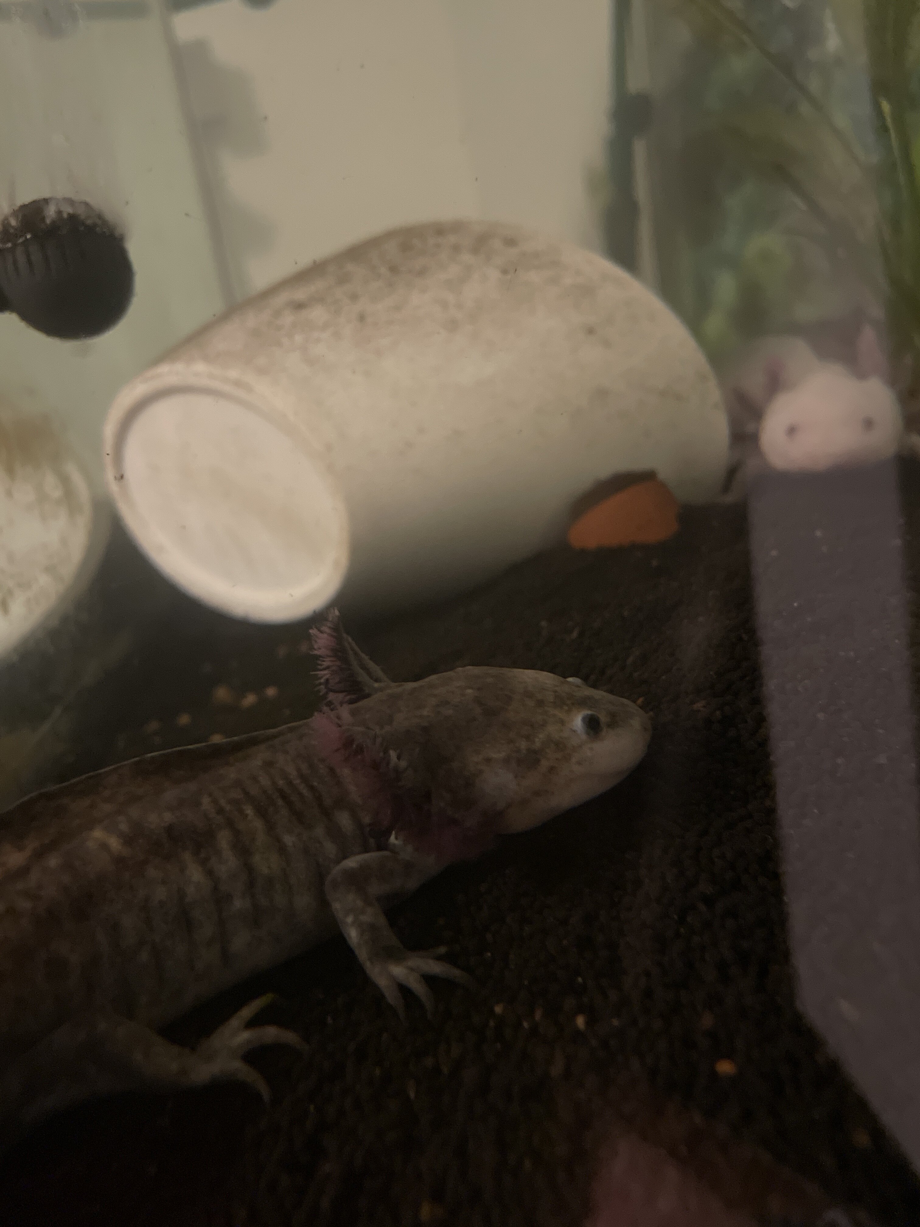 Axolotl changing colors sick? Newts and Salamanders Portal