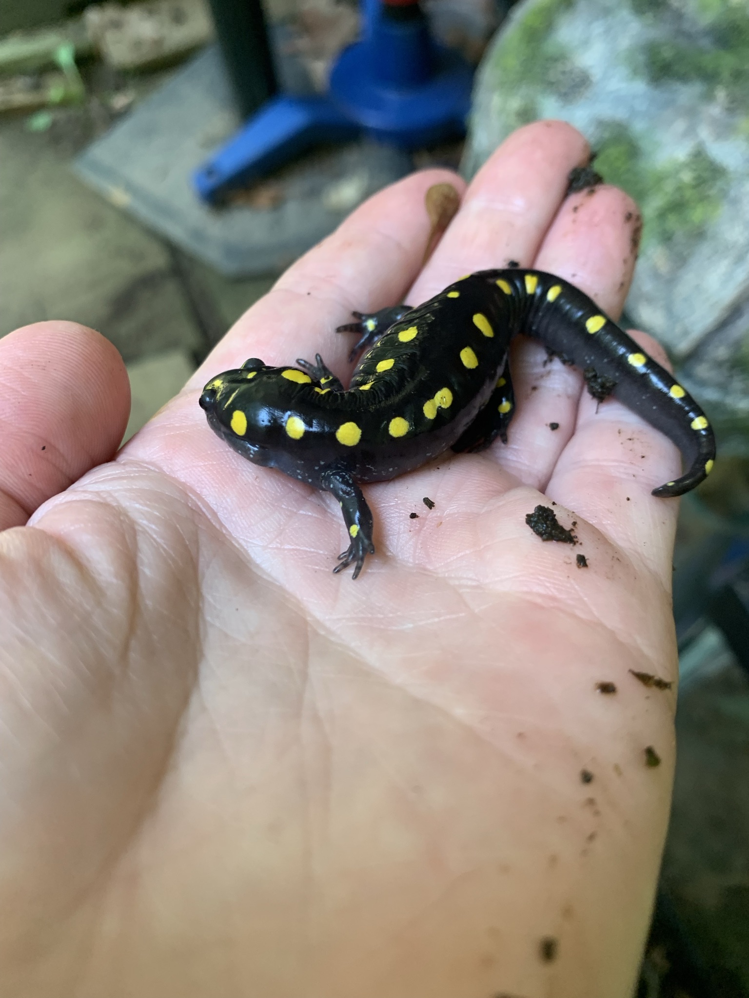 Feeding new spotted salamander Newts and Salamanders Portal