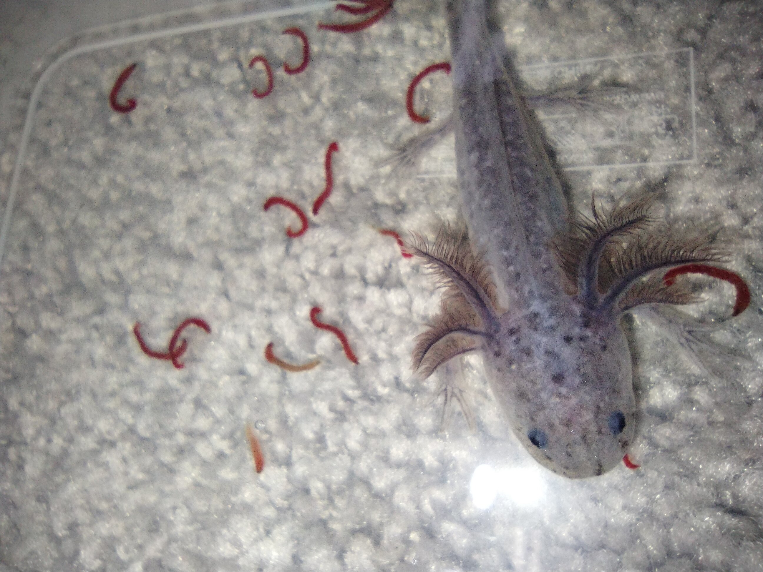 Help identifying axolotl babies Newts and Salamanders Portal
