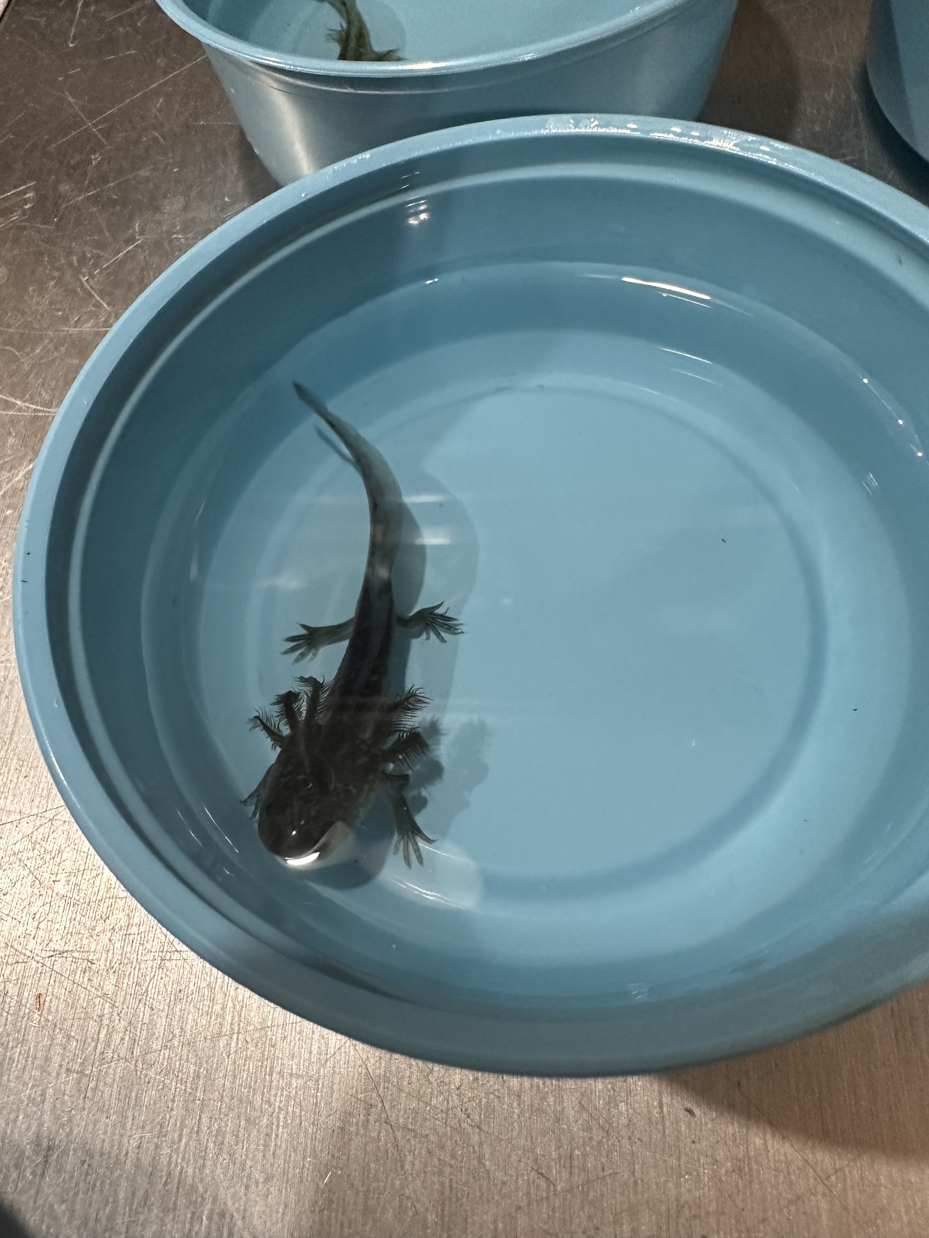 Baby axolotls for sale I'm in Ohio Newts and Salamanders Portal