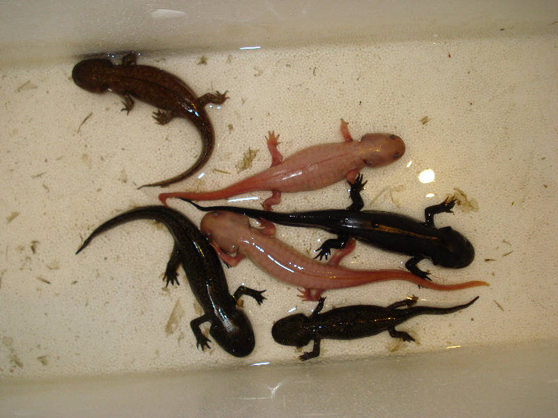 Morphed Axolotls!!! | Caudata.org: Newts And Salamanders Portal