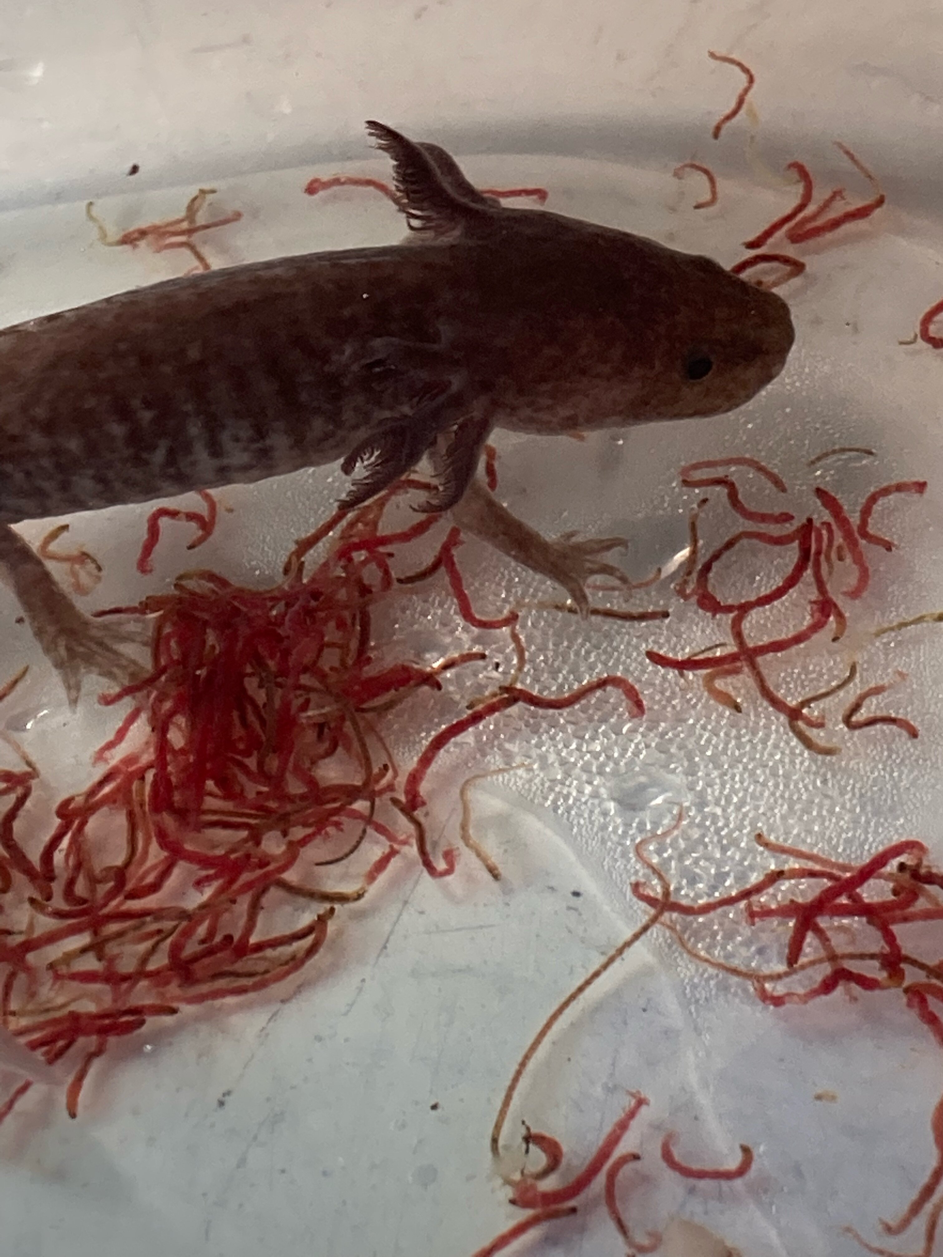 Weird axolotl eating habits? Newts and Salamanders Portal