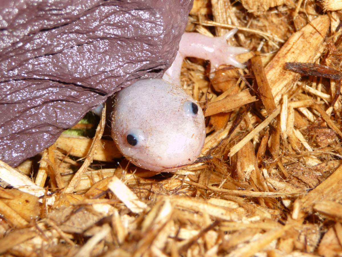 FYI I have a truly metamorphosed Axolotl And I need advice