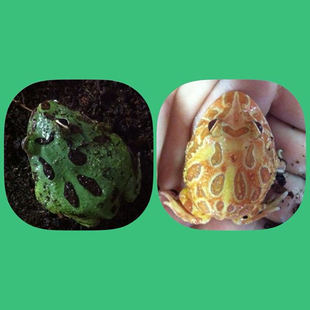 What color/pattern are my Pacman Frogs? Newts and