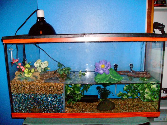 NEW 75 gallon newt tank need some ideas what to do with it!! Caudata