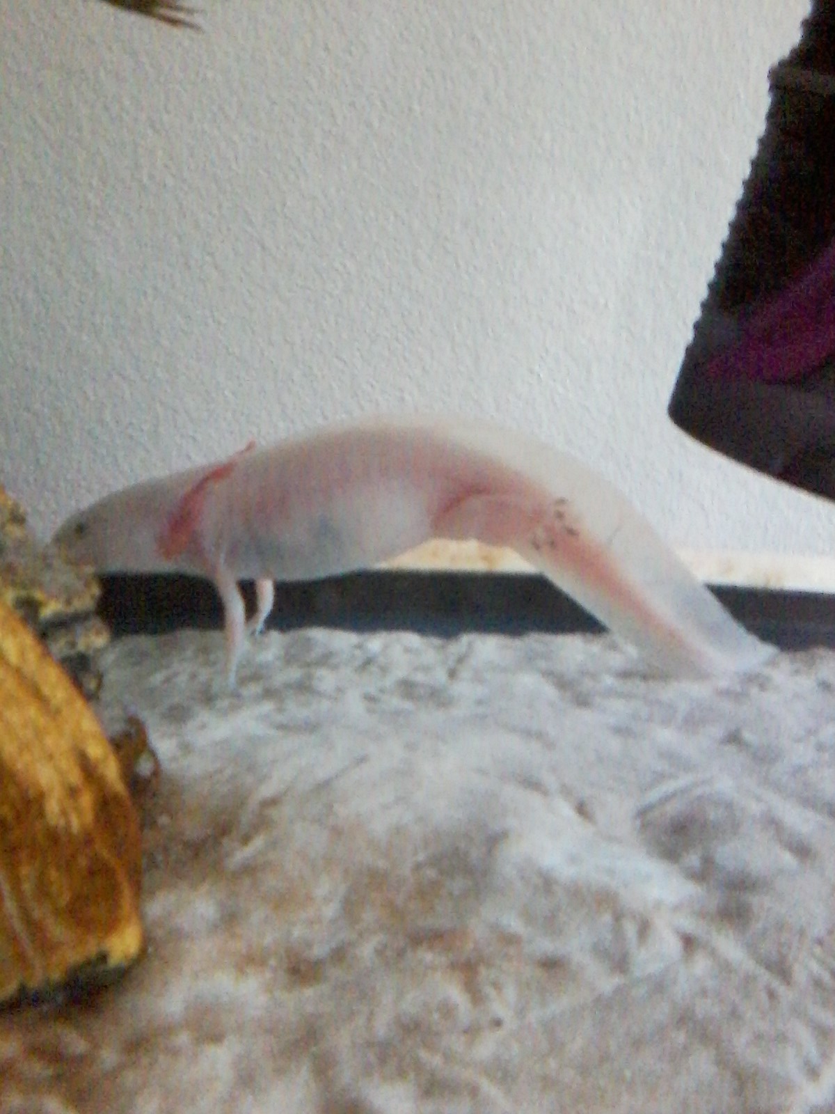 Illness/Sickness HELP! sick very axolotl Newts and