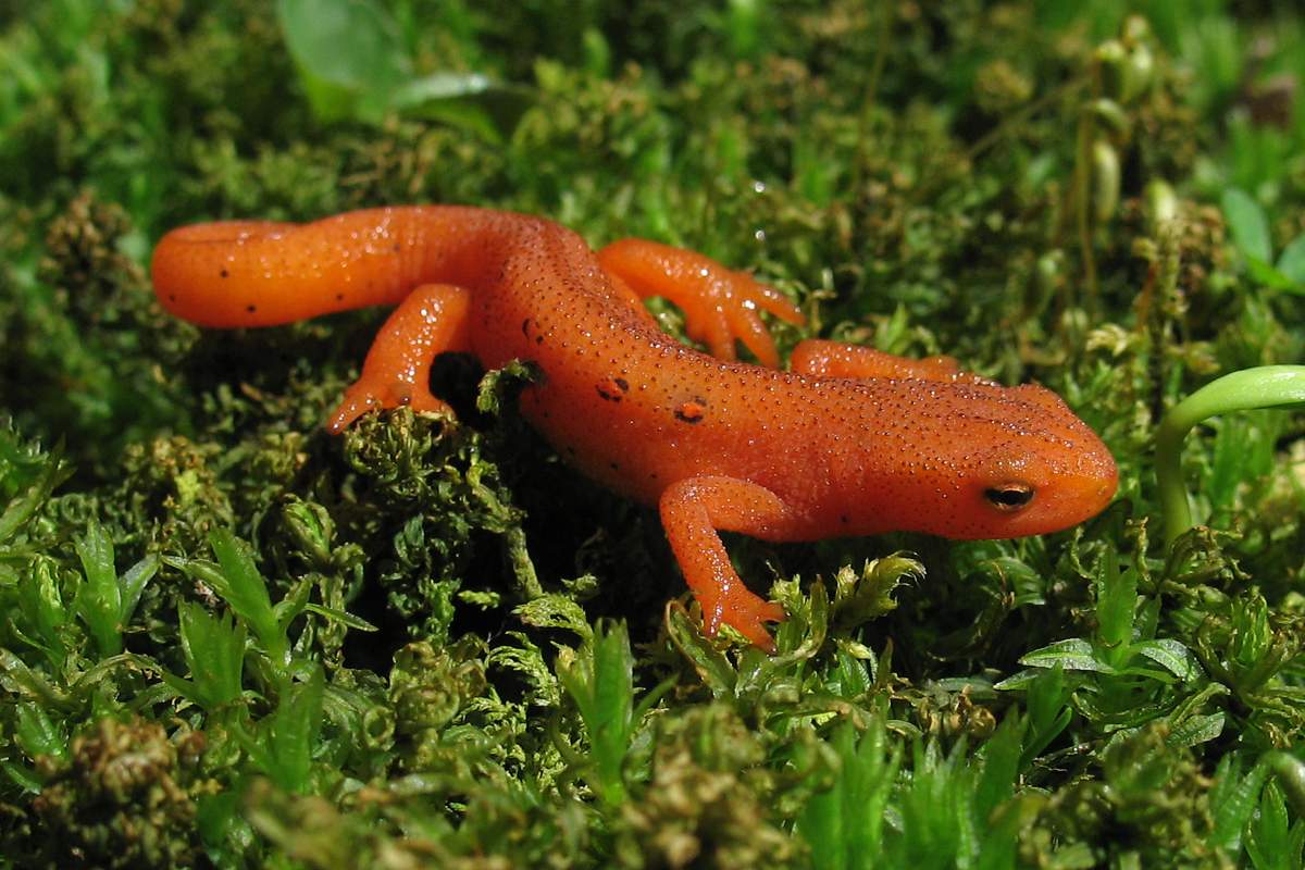 Red Spotted Newt Community Paludarium Newts