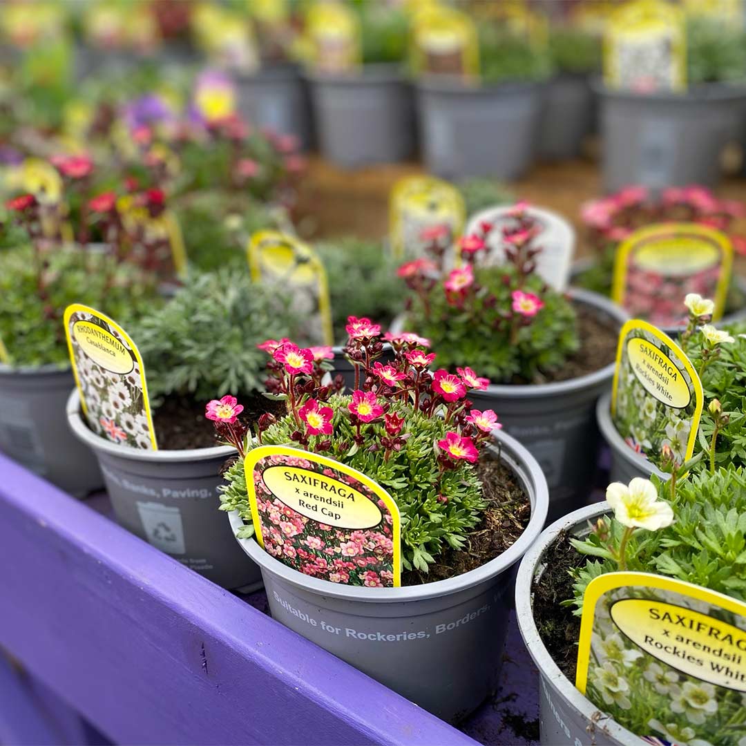 About us Caulders Garden Centres