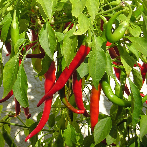 BIG LIST OF HOT PEPPERS Cayenne Diane