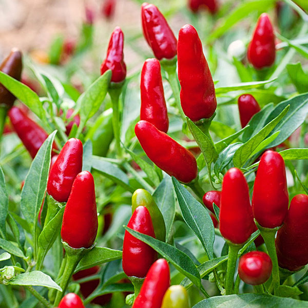 BIG LIST OF HOT PEPPERS Cayenne Diane