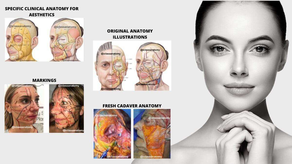 Facial Anatomy Cadaver Master Class Canadian Board of