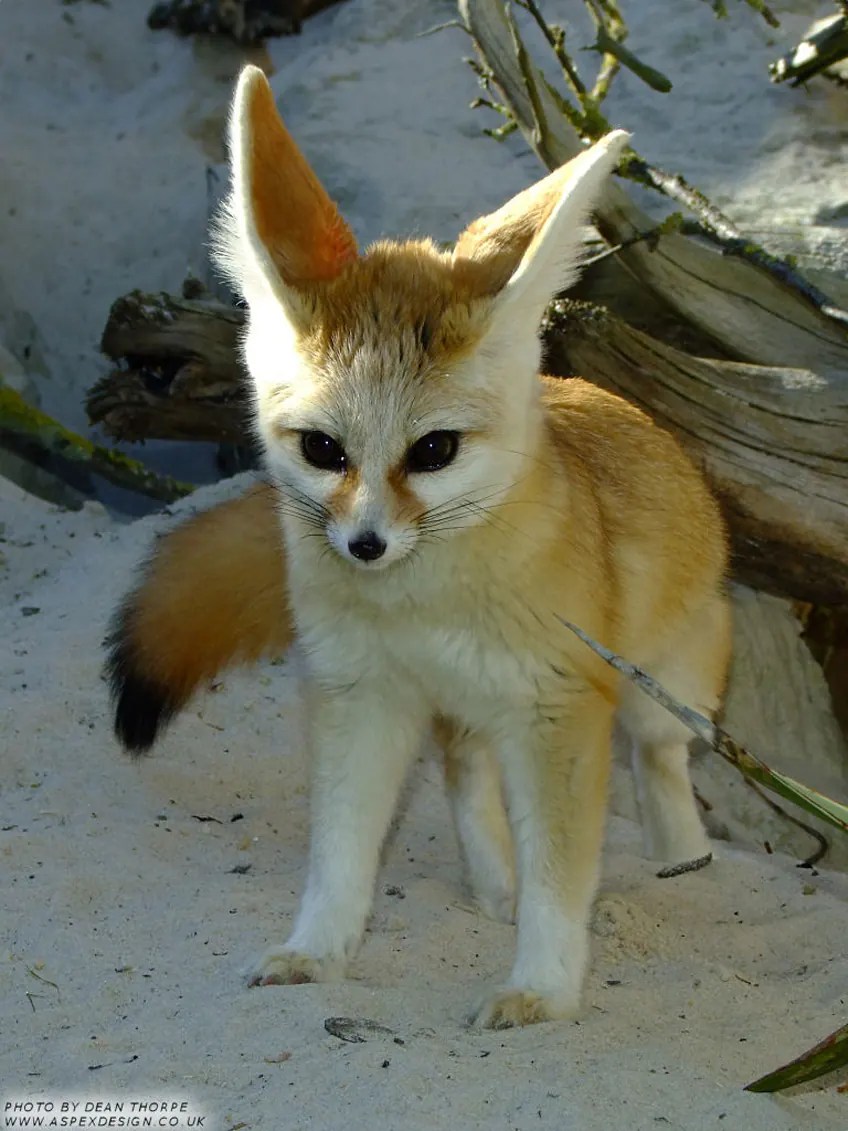 ZooZone Funny and cute Animals videos website