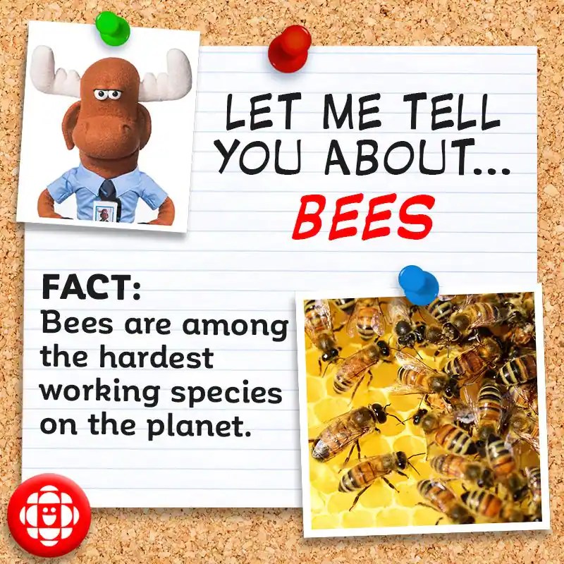 5 fun facts about bees Explore Awesome Activities & Fun Facts CBC