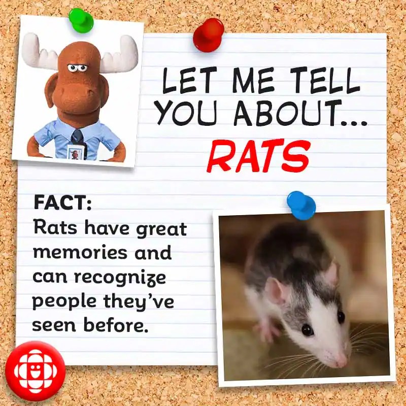 5 fun facts about rats Explore Awesome Activities & Fun Facts CBC
