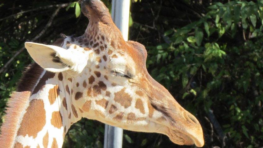 These 8 animals have completely aced sleeptime! Explore Awesome