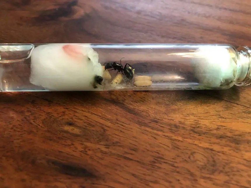 PROFILE — This kid is selling queen ants for 30 a pop story Kids News