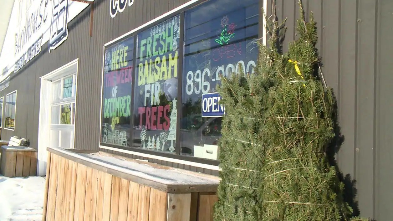 CBC.ca Labrador Morning Show Real Christmas tree sales down in