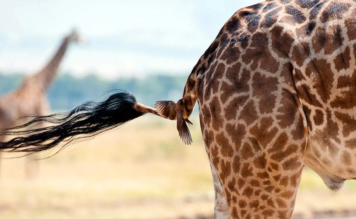 Giraffe tail