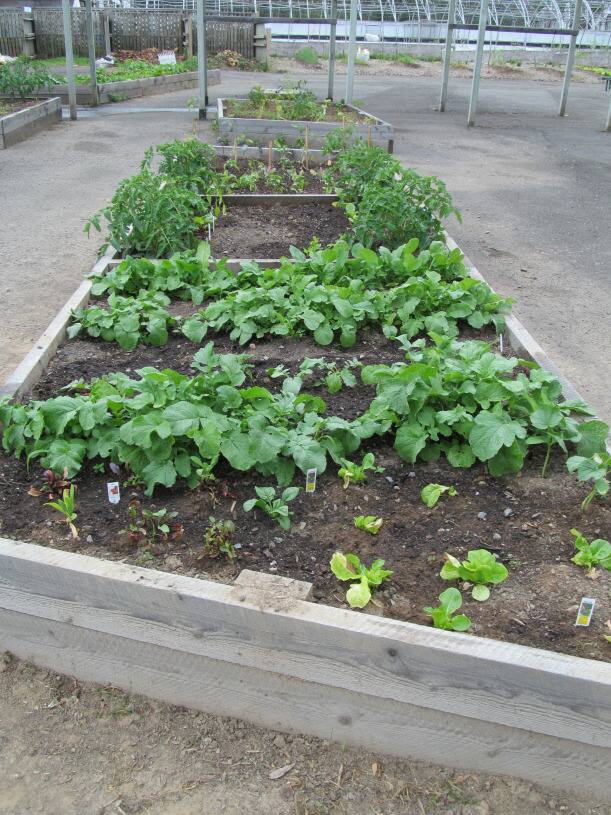 CBC.ca Shift Home Grown Fredericton Food Bank