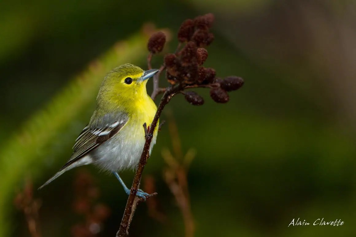 CBC.ca Shift Rare bird on Grand Manan