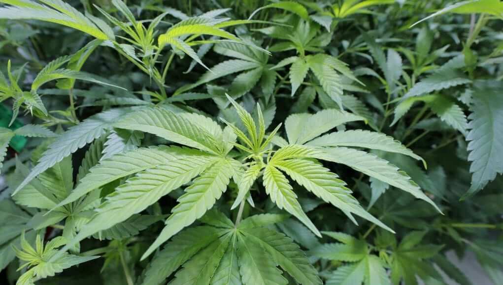 Farmers of Louisiana State Would Start Sowing Seeds by Spring