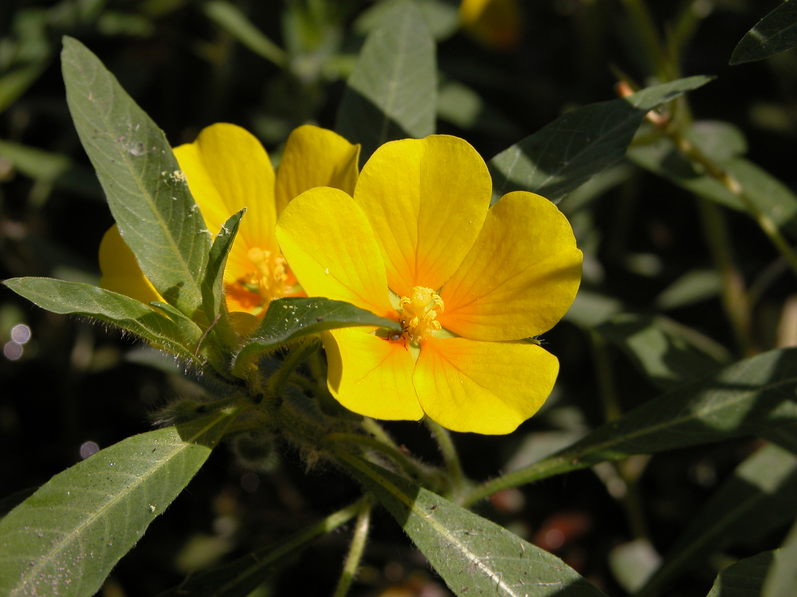 Les fiches « plantes exotiques envahissantes du nordouest