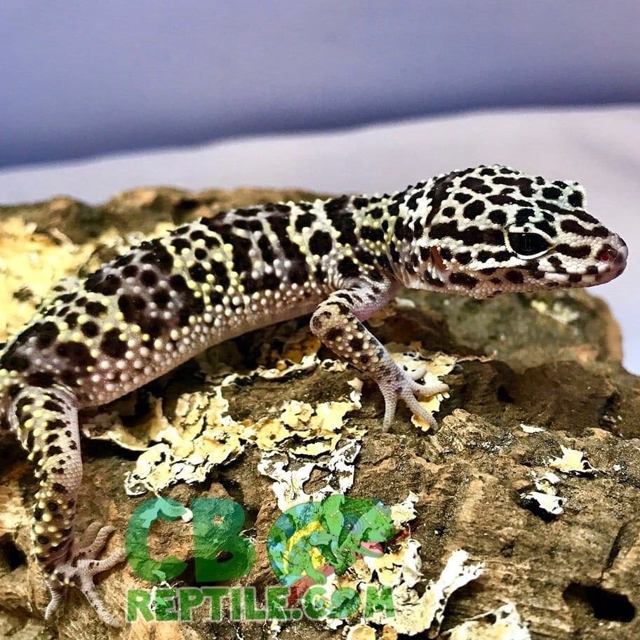 Mack Snow Leopard gecko for sale online baby mack snow